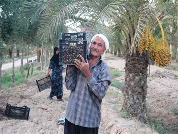 برداشت سنتی خرما از باغات شهرستان مهران