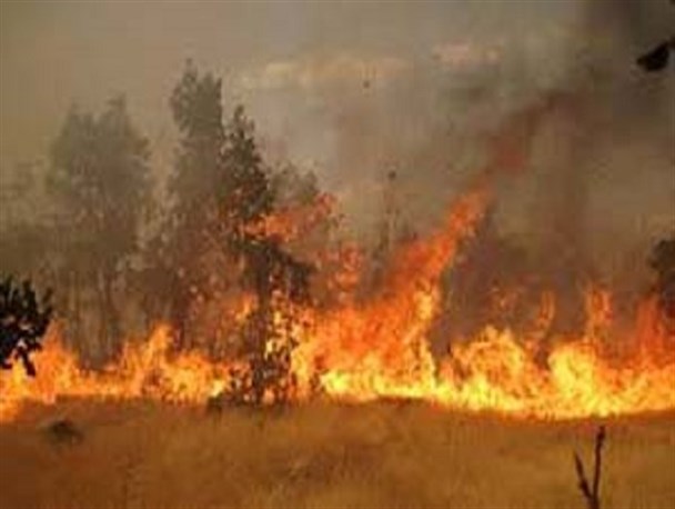 50 مورد آتش سوزی عمدی در جنگل قائم کرمان