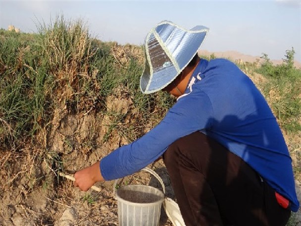 تلاش جوانان کویر در ریشه کنی بیماری سالک+ تصاویر