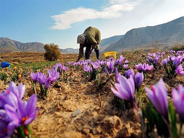 سطح زیر کشت زعفران در استان زنجان به 71 هکتار افزایش می یابد؛ ارائه تسهیلات کم بهره به کشت زعفران در زنجان