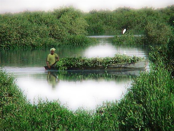 درختان حرا جان دوباره می‌گیرند؟/ لزوم جلوگیری از قاچاق سوخت و صید غیرمجاز
