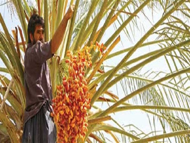 پیش بینی برداشت ۷هزار تن خرما از نخیلات میرجاوه