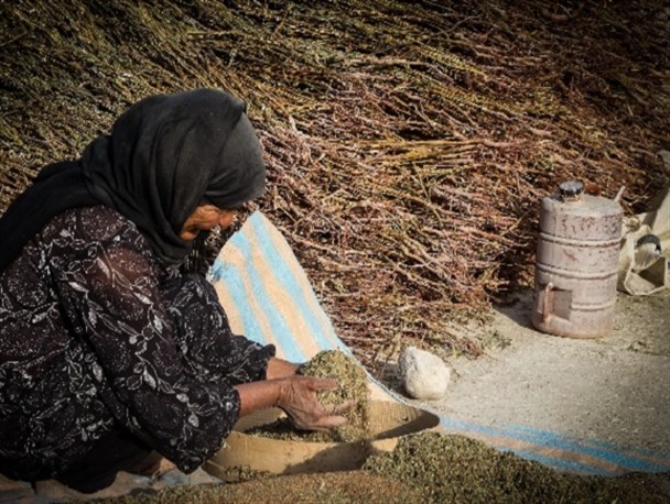 «بوجاری کردن» کنجد توسط کشاورزان سرخسی