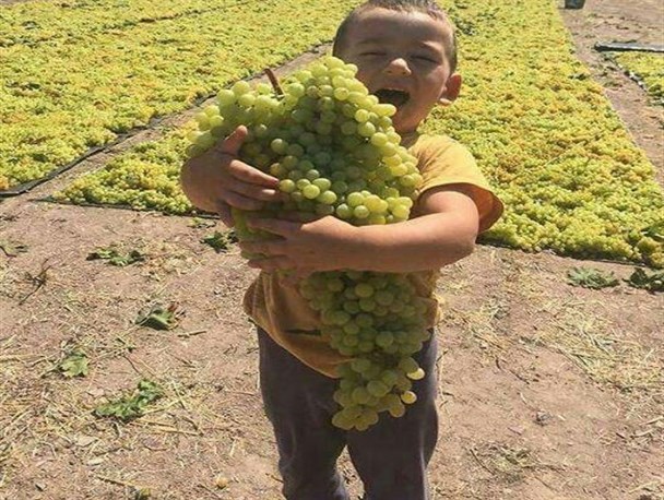آغاز برداشت انگور در شهرستان ابهر/ ایجاد اشتغال فصلی برای بیش از ۲۶۰ هزار نفر+تصاویر