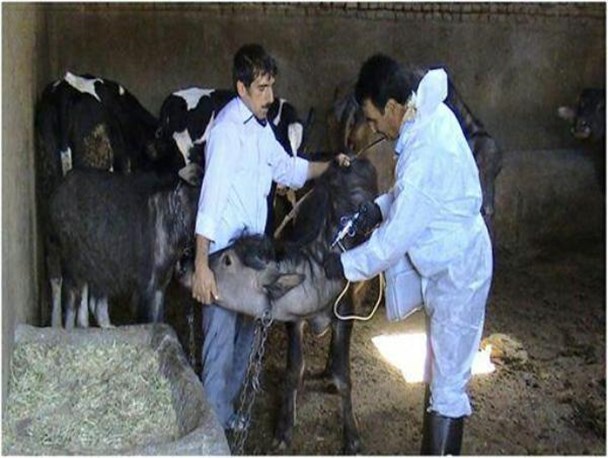 آغاز فاز دوم عملیات واکسیناسیون تب برفکی دام سنگین در پارس آباد