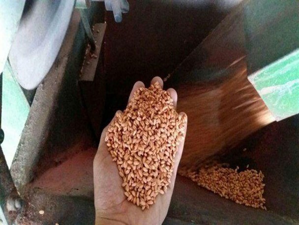 آغاز بوجاری سازی 3050 تن بذر گندم در گالیکش