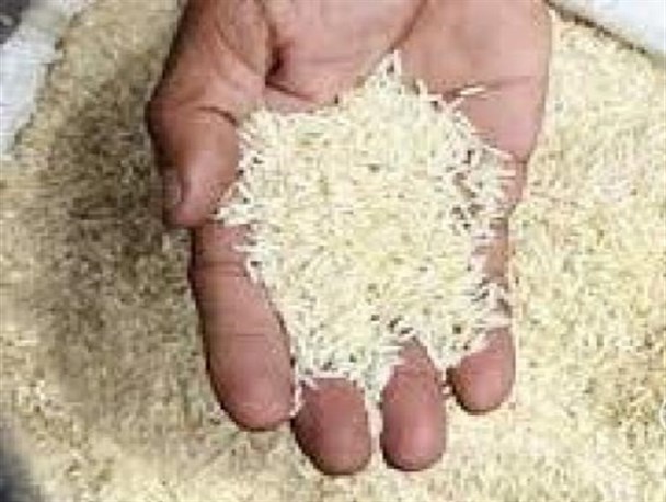 برنج های آلوده از کشورهای هند و پاکستان وارد می شوند/ آرسنیک باعث بروز خطر برای بدن انسان است