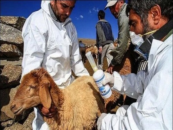 بیماری طاعون نشخوارکنندگان کوچک در استان البرز مشاهده نشده است/ واکسیناسیون دام‌های اهلی طالقان بر اساس سابقه درگیری، انجام شد