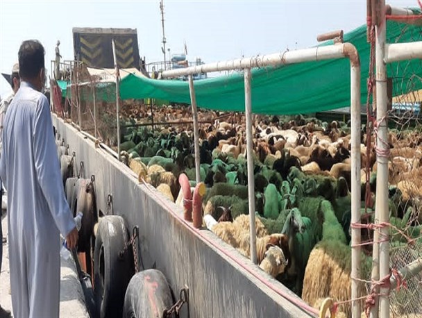 توقیف محموله بزرگ دام قاچاق در آب‌های جزیره کیش+فیلم