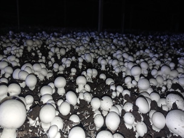 صادرات قارچ نیازمند حمایت و توسعه زیر ساخت ها