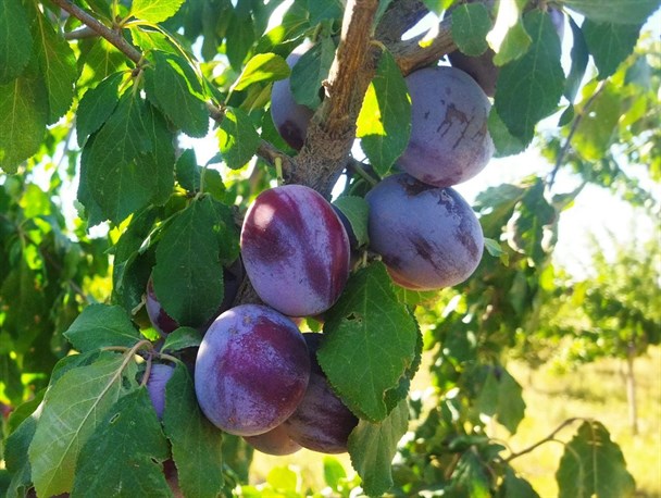 برداشت ۵ هزار تن آلو از قطب تولید این محصول در خراسان رضوی