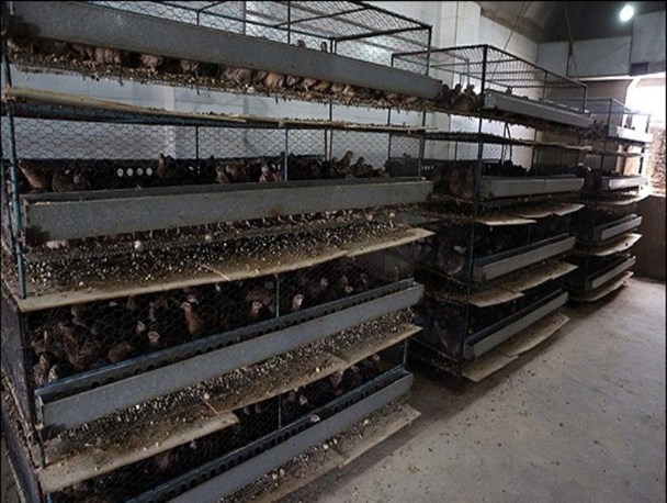 رونق پرورش بلدرچین در قهاوند/ اقتصاد مقاومتی سخت نیست سخت میگیریم