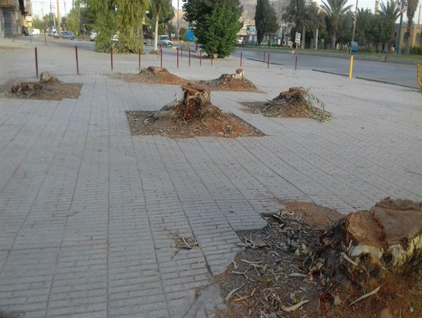 چرا از قطع مکرر درختان در سرپلذهاب جلوگیری نمی شود؟ /از قطع درختان ورودی شهر تا تخریب فضای سبز
