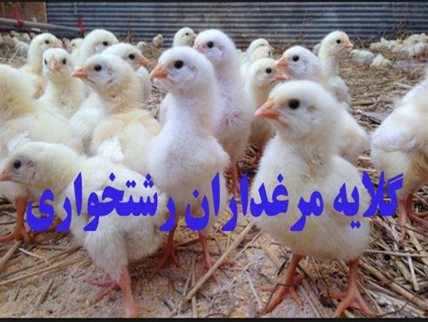 گلایه مرغداران رشتخواری از اخذ مجوز جوجه ریزی در شهرستان های هم جوار