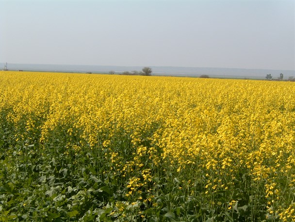 کشت ۶۰۰ هکتاری کلزا در شهرستان جغتای