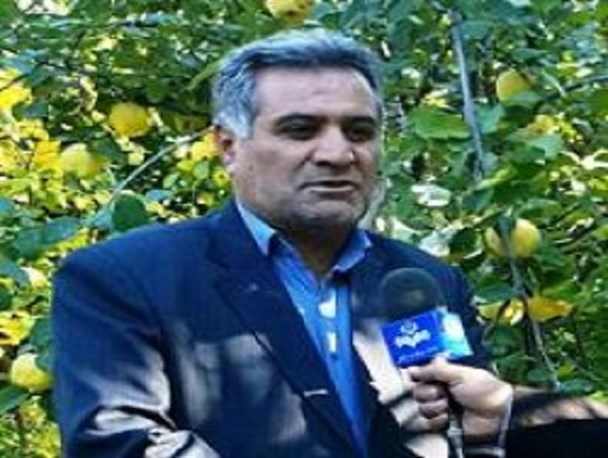 صادرات میوه «به» به استان‌های همجوار / خاصیت درمانی «به» برای قلب و عروق