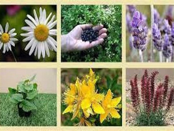 میوه‌های جنگلی و سبزیجات کوهی مازندران؛ فرصتی دارویی و اقتصادی