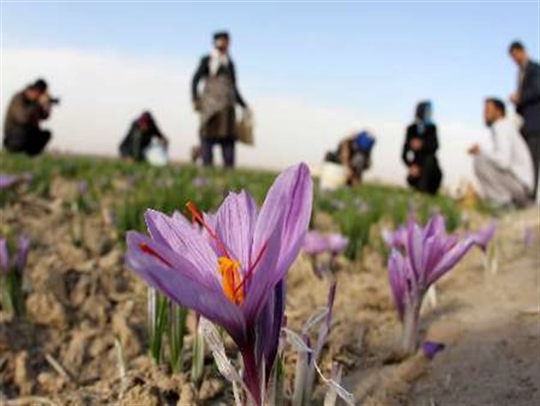 افزایش ۱۰درصدی برداشت طلای سرخ در بافق