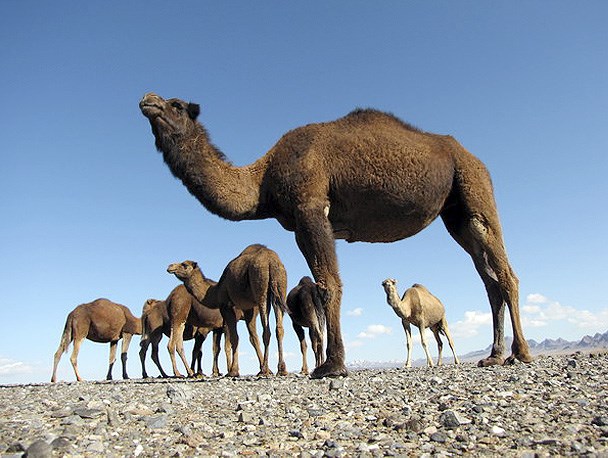 تسهیلات مجتمع شتر شیری طبس پرداخت نشده است