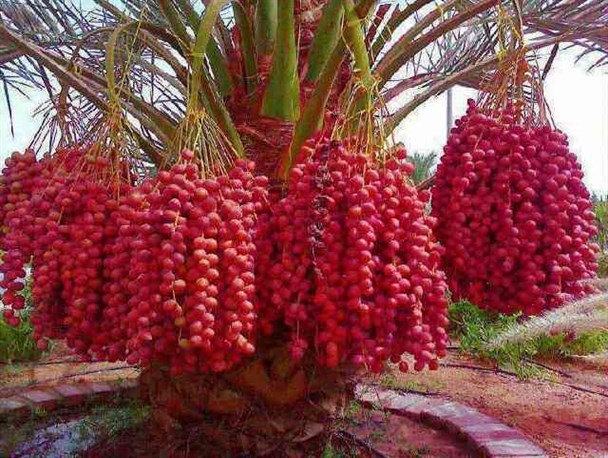 جشنواره  مرغوبترین خرمای جهان در حاجی آباد برگزار می شود
