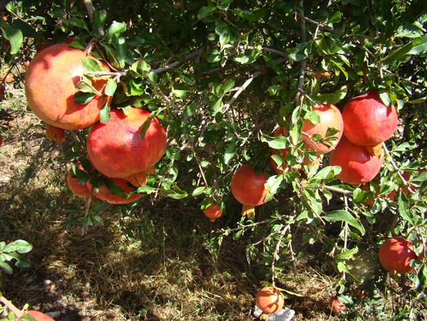 تخریب به بهانه بازگشایی/ وقتی شهرداری به باغات و مکان های مذهبی هم امان نمی دهد
