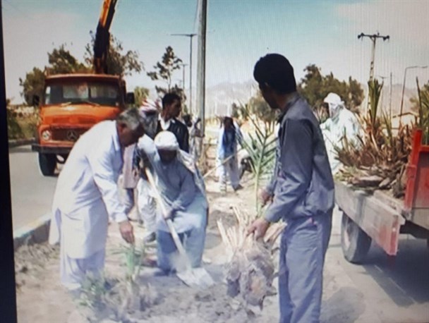 کاشت ۱۰۰۰ اصله نهال مثمر در سطح شهرستان میرجاوه