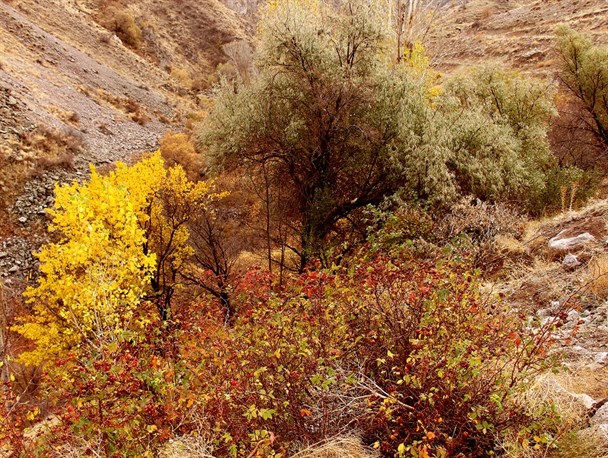 طبیعت زیبای پاییزی در بخش کندوان شهرستان میانه+تصاویر