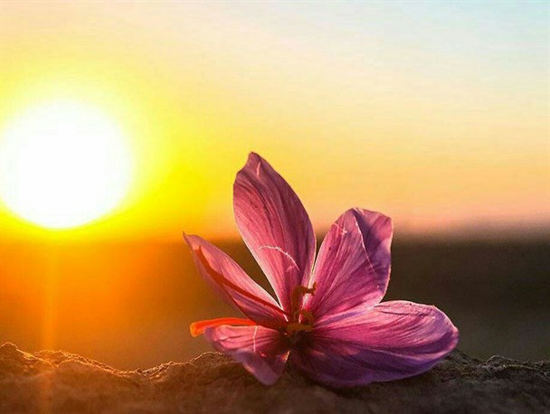 خرید توافقی زعفران به ۴ تن رسید