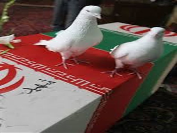 کرمان میزبان ۴ کبوتر خونین بال بود