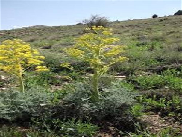 بهره برداری بهینه از گیاه بارچه به اقتصاد و تولید ملی کمک شایانی می کند