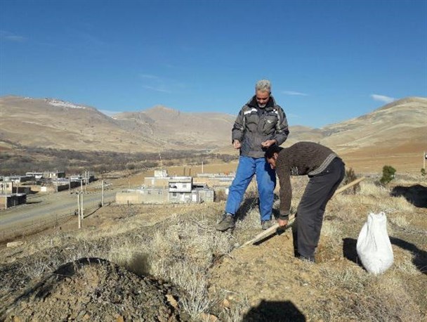 کشت بادام در منطقه ستران شهر آجین در وسعت ۱۴ هزار مترمربع+تصاویر