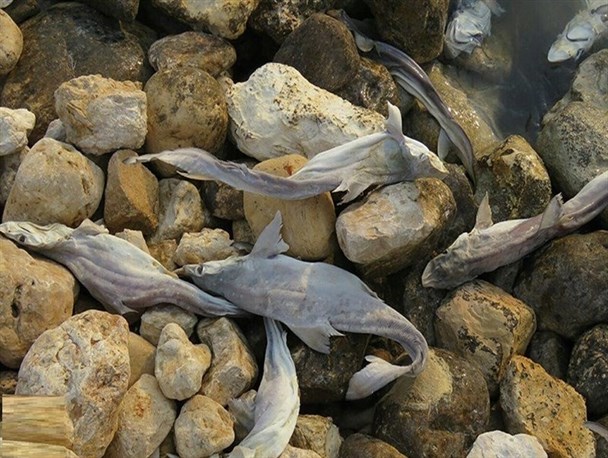 تلف شدن ۲۰۰ بچه کوسه در آب‌های خلیج‌فارس با استفاده از صید ترال/ با متخلفین برخورد قانونی می‌شود