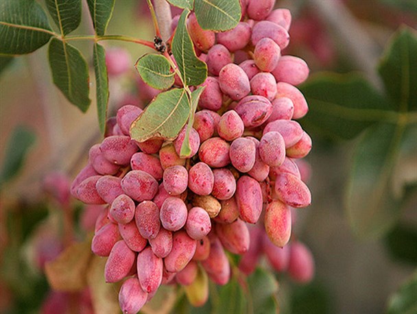 تولید انبوه و با کیفیت پسته در سروستان نتیجه پیوند علم و صنعت