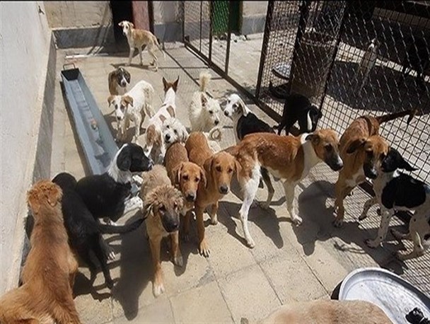 جمع آوری و عقیم سازی حیوانات ولگرد در دستور کار شهرداری یاسوج