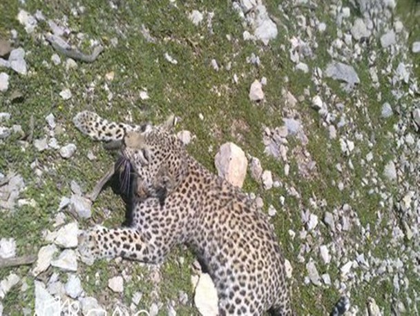 گربه‌سان نادری که امنیت ندارد/ سرزمین دنا آخرین زیست‌بوم پلنگ دنا+تصاویر