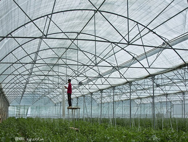 فعالیت ۲۱ هکتار گلخانه در آبیک/ حق بیمه کشاورزان به موقع پرداخت نمی‌شود