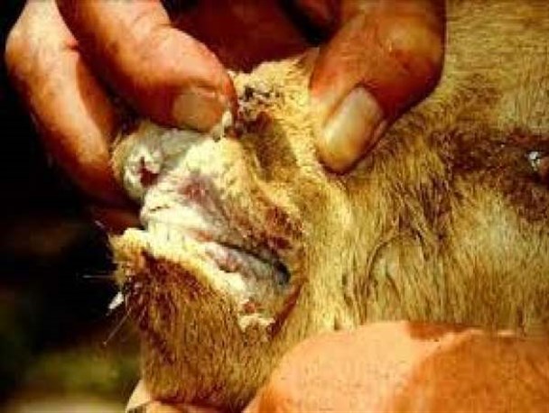 بیماری طاعون در زنجان مشاهده نشده است/ اتمام سرشماری گونه‌های جانوری خرمنه‌سر طارم