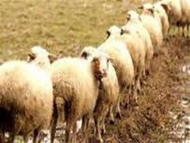 گام بلند پسابرجام برای واردات دام/افزایش چشمگیر واردات دام در 9 ماهه سال 94