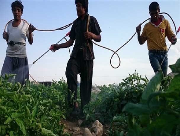 سم پاشی مزارع گوجه فرنگی شهرستان دشتی