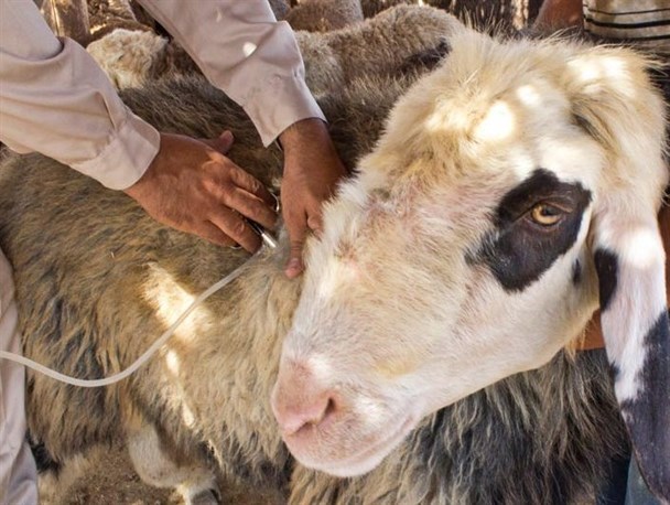آغاز طرح واکسیناسیون 38 هزار دام سبک و سنگین در سیریک
