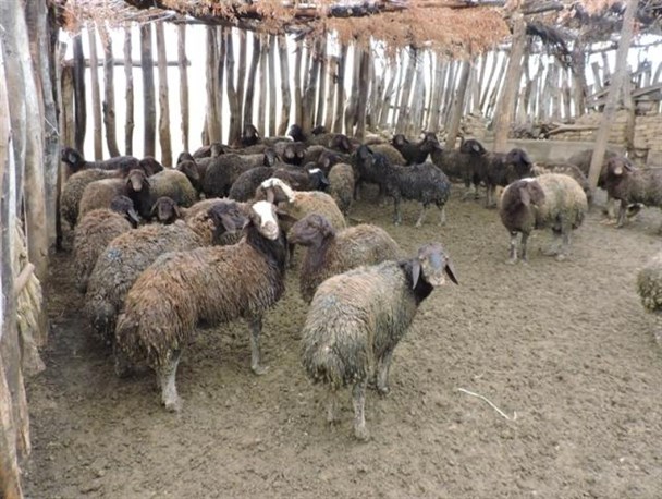 سارقان گوسفند در سوادکوه ناکام ماندند