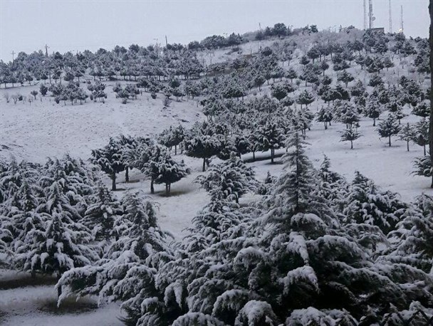 طبیعت زیبای برفی نهاوند+ تصاویر