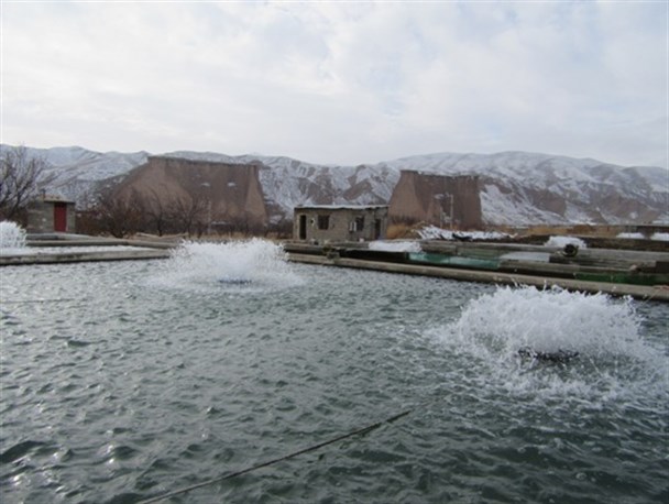چالش های تمدید مجوز آبزی پروران در ماهنشان همچنان ادامه دارد/ دستگیری مسئولان از فعالان اقتصادی یا از پا گرفتن آنها+تصاویر