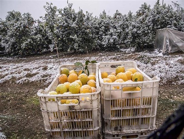 خرید مرکبات درجه 3 باغداران گلستانی از 28 دی مجددا آغاز می گردد/ افت قیمت خرید صحت ندارد