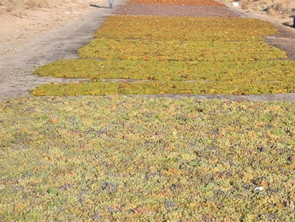 احداث کارخانه فرآوری کشمش در روستای «دهسد»/ تولید سالانه ۲ هزار تُن کشمش در این کارخانه