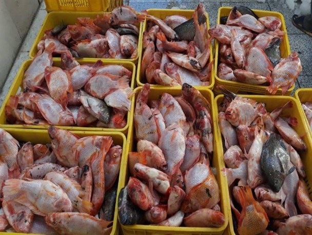 تولید ماهی تیلاپیا در خراسان جنوبی توجیه اقتصادی دارد