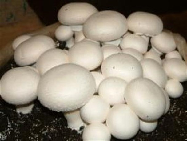 واحد صنعتی پرورش قارچ روستای شاهسوند صحنه سالانه 227 تن محصول تولید می کند