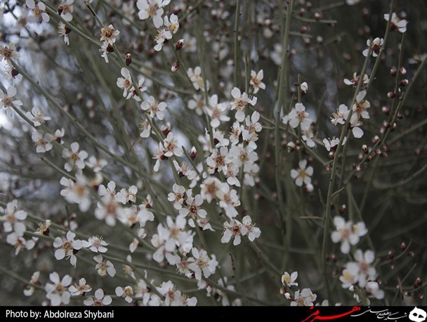 بادام کوهی هرمزگان به گُل نشست+تصویر