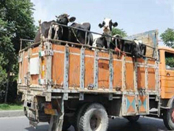 توقیف 3 محموله با 400 راس احشام غیر بهداشتی در بهار