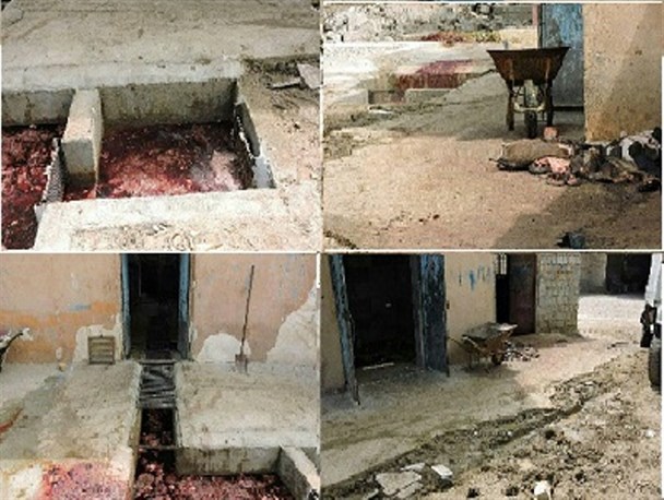 سلاخی بهداشت در کشتارگاه دام بوکان+تصاویر